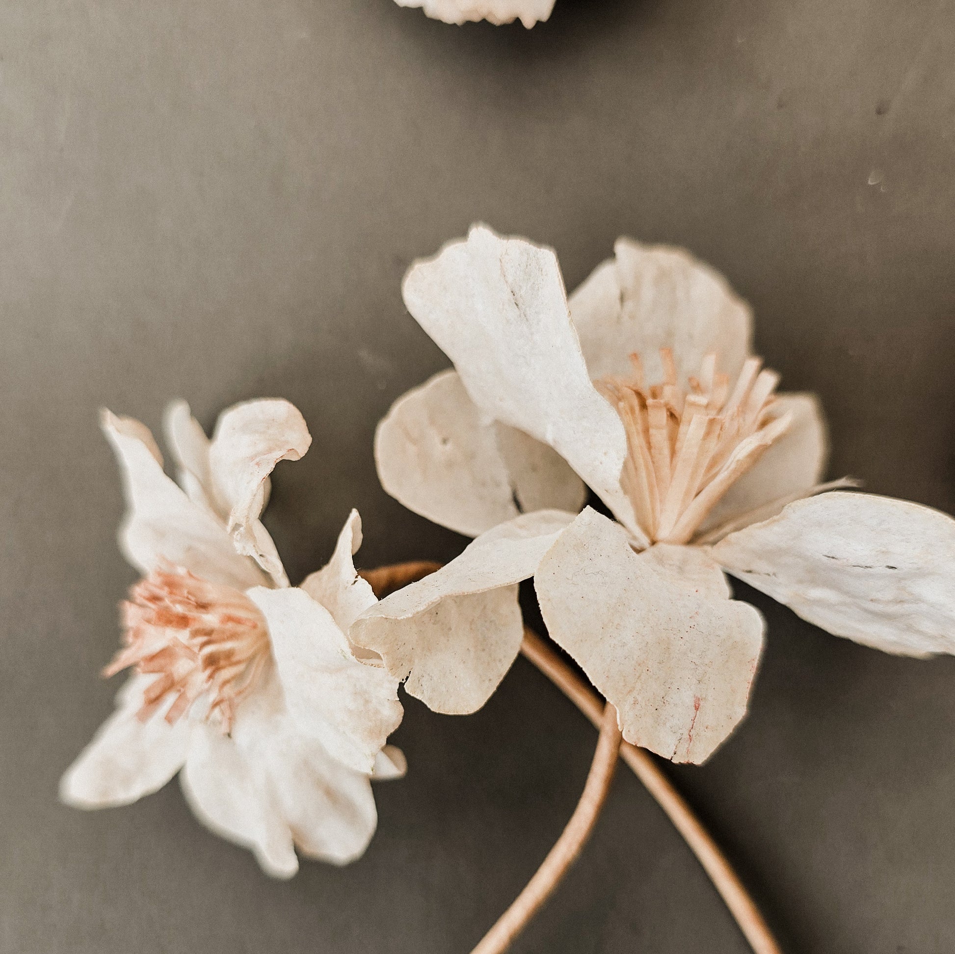 Pre-cut wafer paper petals for flowers